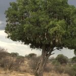 Ruaha