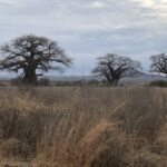 Ruaha baobab