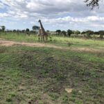 giraffe